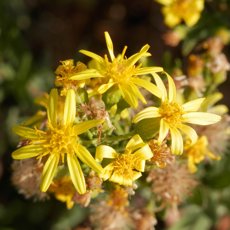 Dittrichia viscosa - Inule visqueuse Bio