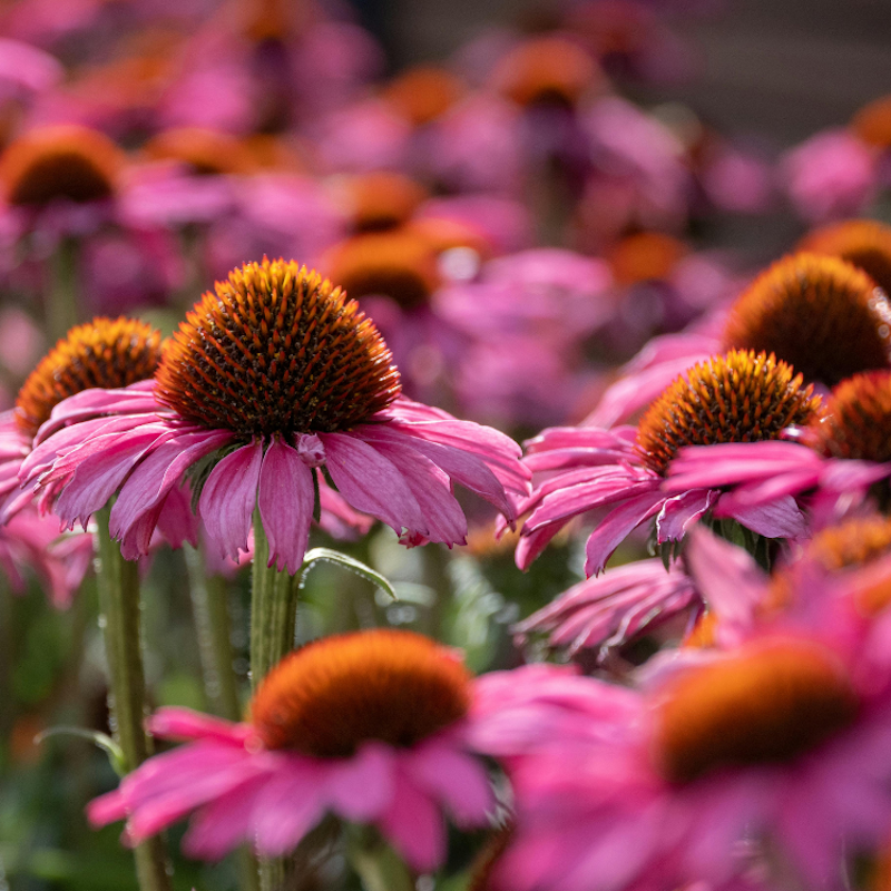 Echinacea purpurea - Echinacée pourpre Bio