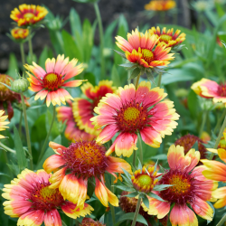Gaillardia aristata - Gaillarde aristée