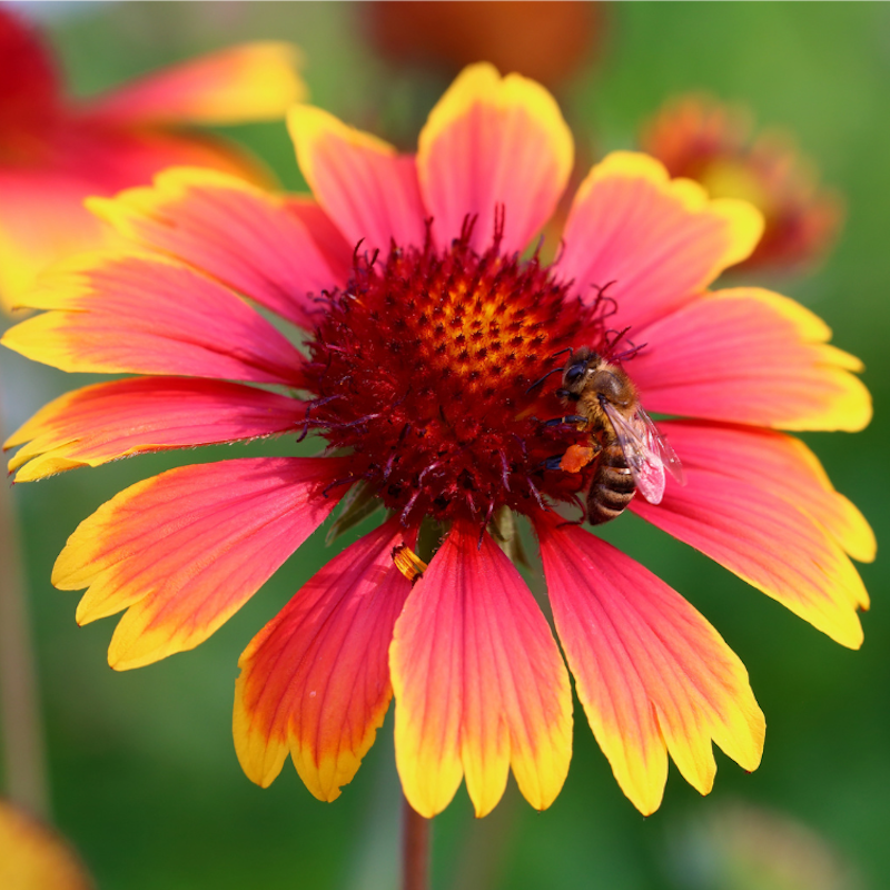 Gaillardia aristata - Gaillarde aristée