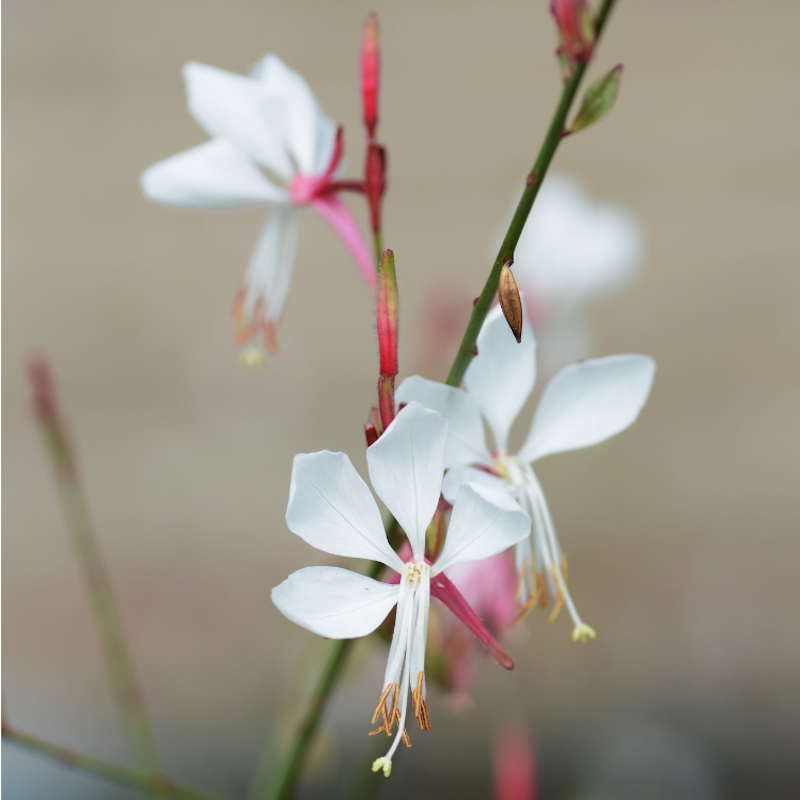 Gaura lindheimeri - Gaura blanc