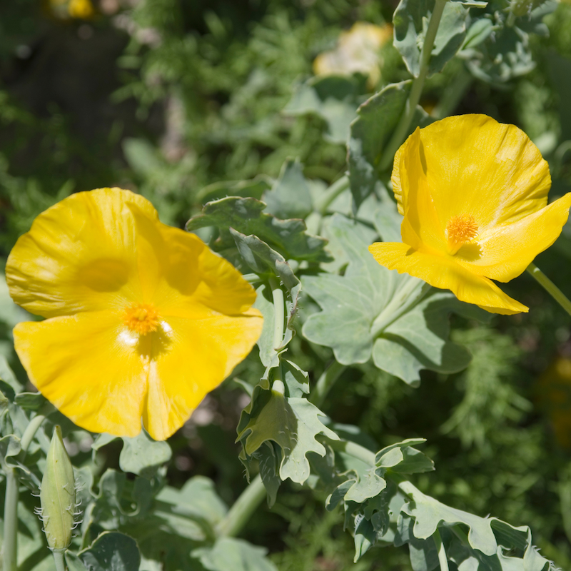 Glaucium flavum - Pavot cornu