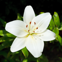 Lilium candidum - Lis blanc Bio