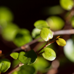 Muehlenbeckia astonii - Lentille arbustive