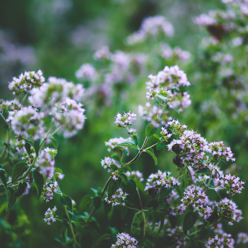 Origanum vulgare - Origan commun Bio
