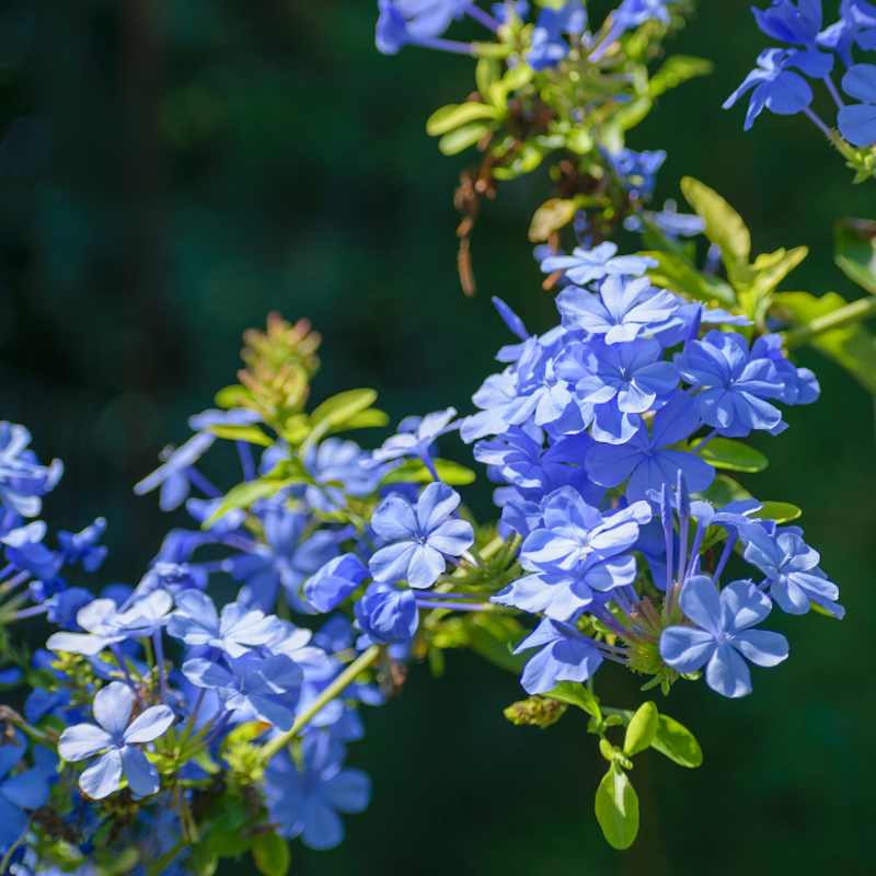 Plumbago capensis 'Dark Blue' - Dentelaire