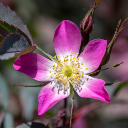 Rosa glauca - Rosier glauque