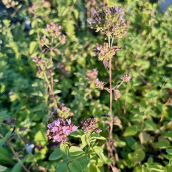 Origanum vulgare - Origan commun, aromatique de jardin sec