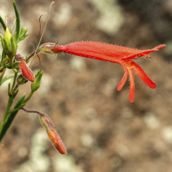 Penstemon pinifolius - Galane à feuilles de pin ,pour jardin sec