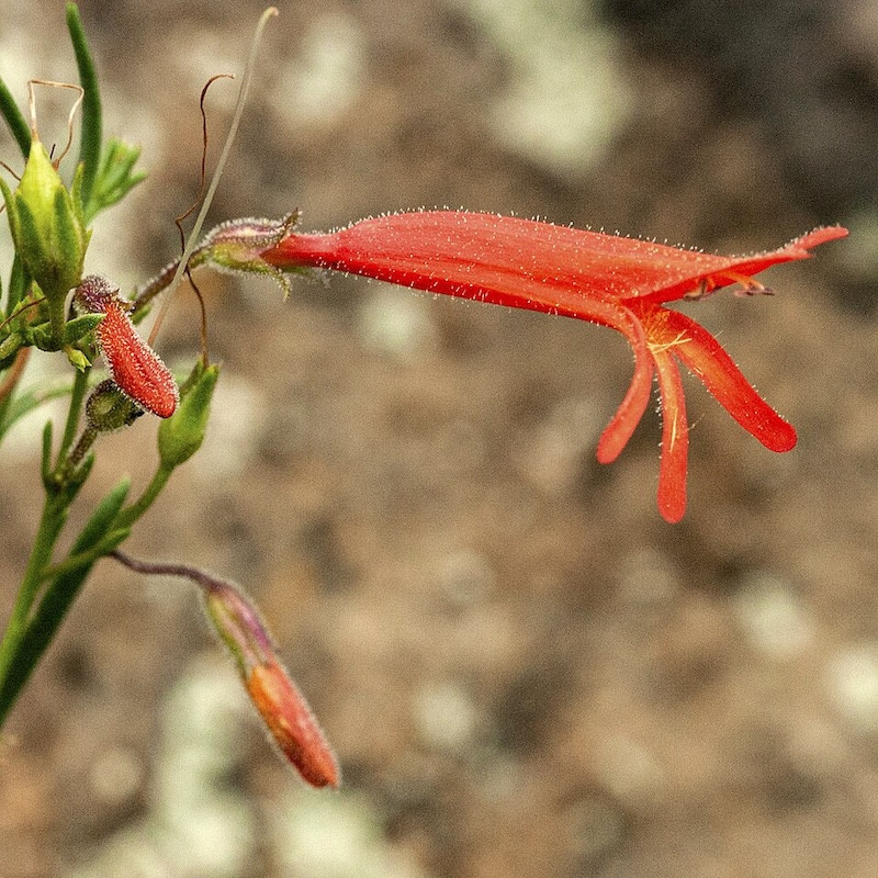Penstemon pinifolius - Galane à feuilles de pin ,pour jardin sec