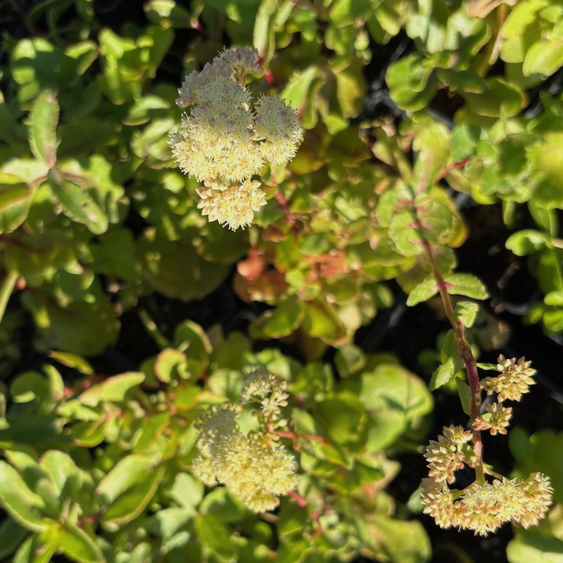 Sedum telephium subsp. maximum - Orpin reprise vivace pour jardin sec
