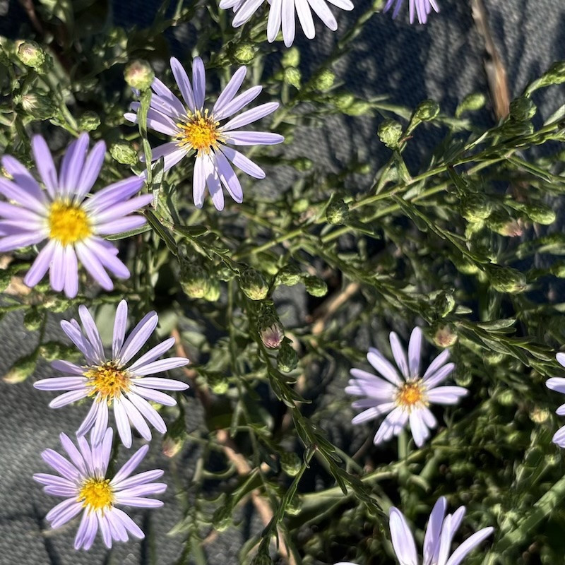Aster turbinellus - Aster buissonnant d'automne pour jardin sec