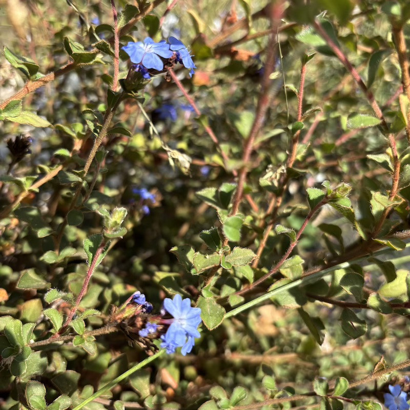 Ceratostigma griffithii - Plumbago de l'Himalaya pour jardin sec