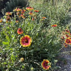 Gaillardia aristata - Gaillarde aristée vivace pour jardin sec