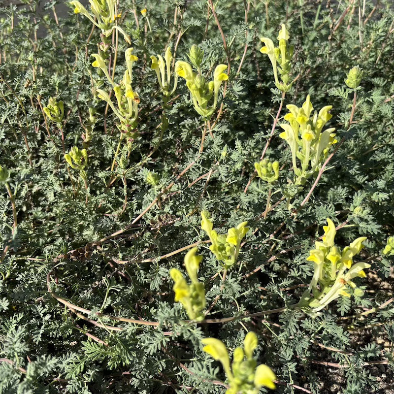 Scutellaria orientalis ssp. pinnatifida - Scutellaire d'orient