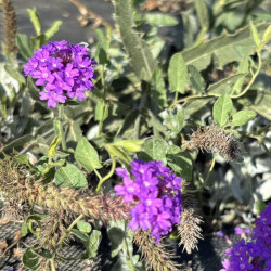 Verbena venosa - Verveine rugueuse vivace pour jardin sec