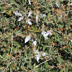Teucrium fruticans 'Gibraltar' - Germandrée arbustive pour sol sec