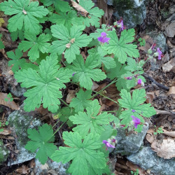 Geranium macrorrhizum - Géranium à gros rhizome