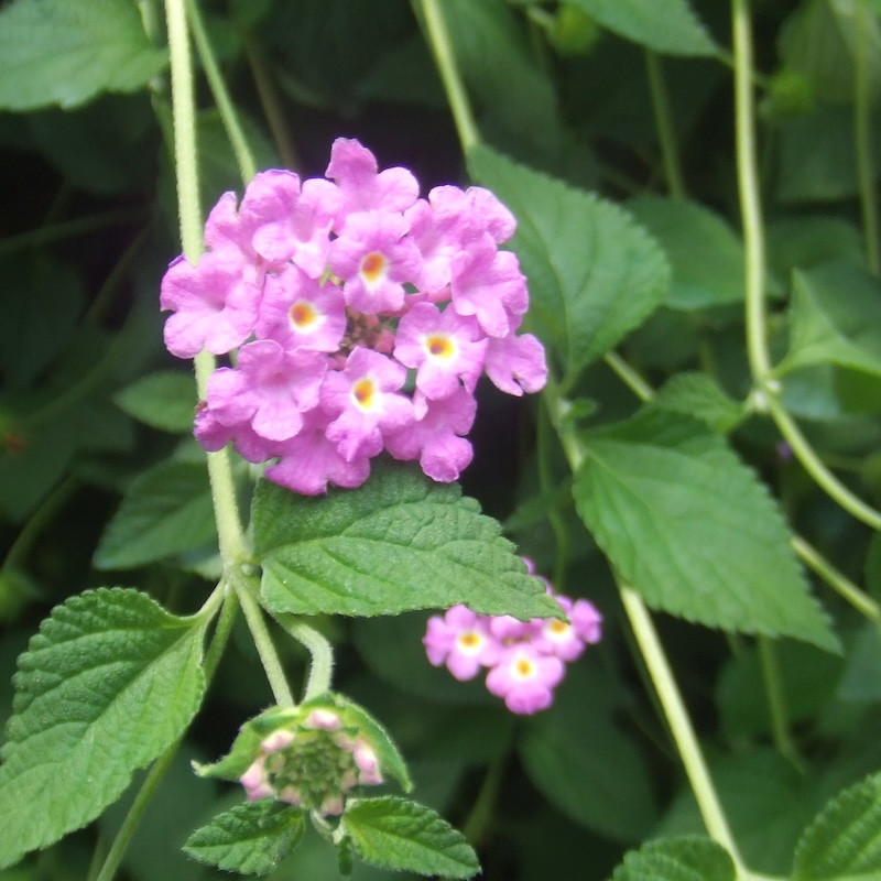 Lantana montevidensis - Lantanier rampant