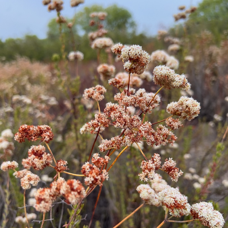 Eriogonum fasciculatum - Sarrasin de Californie