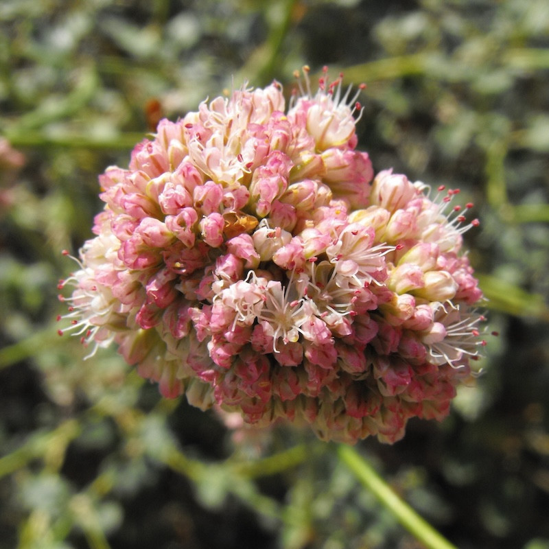 Eriogonum grande var. rubescens - Sarrasin de Californie rose