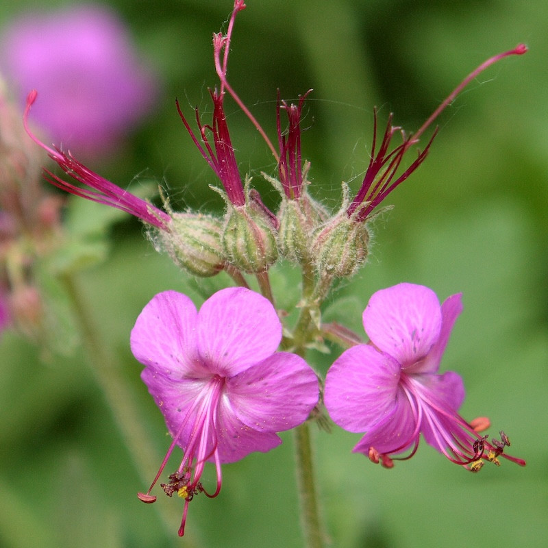 Geranium macrorrhizum - Géranium à gros rhizome