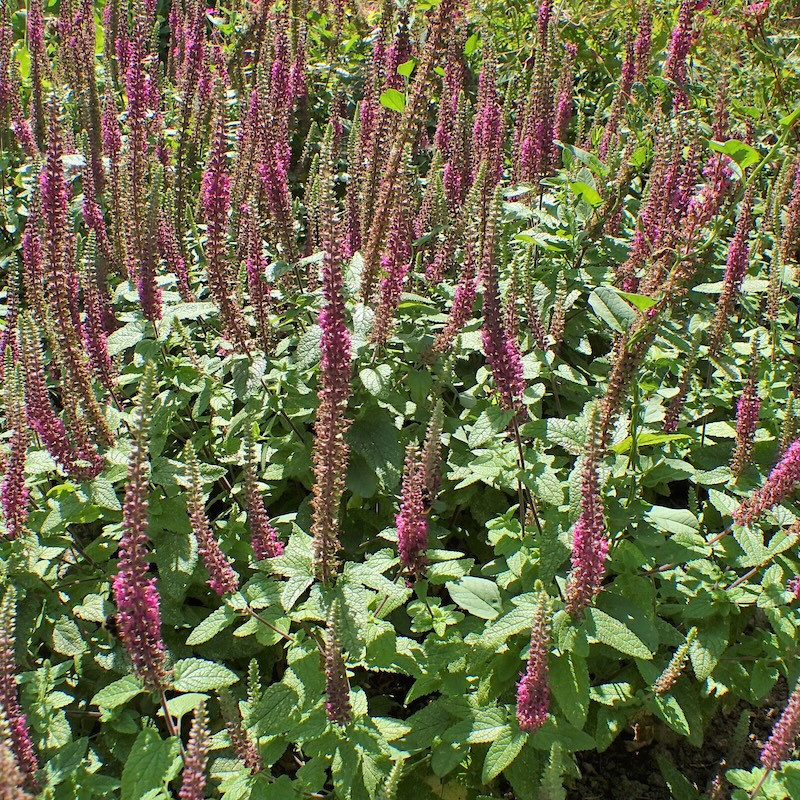 Teucrium hyrcanicum - Germandrée Iranienne