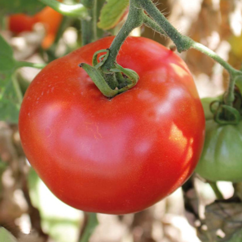 La Tomate Stupice Bio, bonne et très juteuse