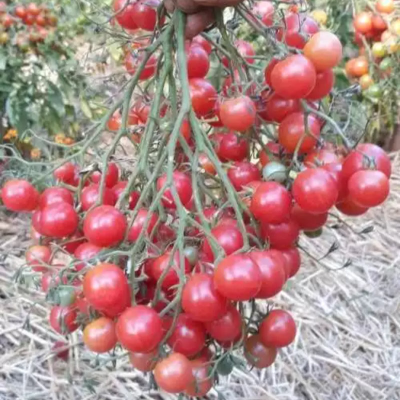 La Tomate Cerise Rose Quartz Multiflora Bio, douce et sucrée